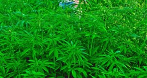 Aumentano in Italia gli orti legali di Cannabis, vero “oro verde”, economia del futuro prossimo