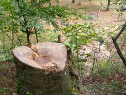 Serino, Agenti della Forestale denunciano un boscaiolo che stava tagliando alcuni alberi su un terreno demaniale