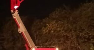 Forino, pappagallo su un albero a 20 metri di altezza: recuperato dai Vigili del Fuoco