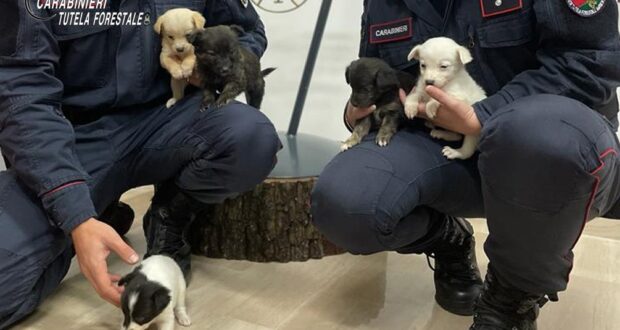 Lacedonia, cinque cuccioli meticci abbandonati soccorsi dai Carabinieri Forestali