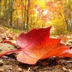 Una poesia al giorno: La piccola foglia